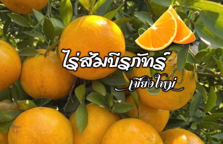 #แนะนำสินค้า ส้มอร่อยต้อง “ส้ม” ไร่ส้มบีรภัทร์